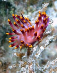 "Flower" Nudi taken on the Rosalie Moller wreck with E300... by Nikki Van Veelen 